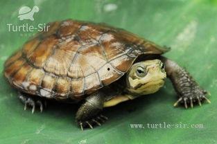 国产在线老乌龟,探寻国产动漫的崛起之路