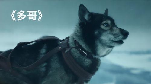 国产雪橇犬电影在线观看,驰骋冰雪的忠诚伴侣