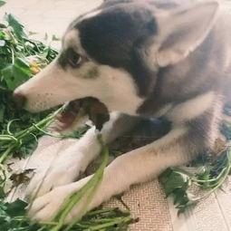 国产噗嗤噗嗤视频在线